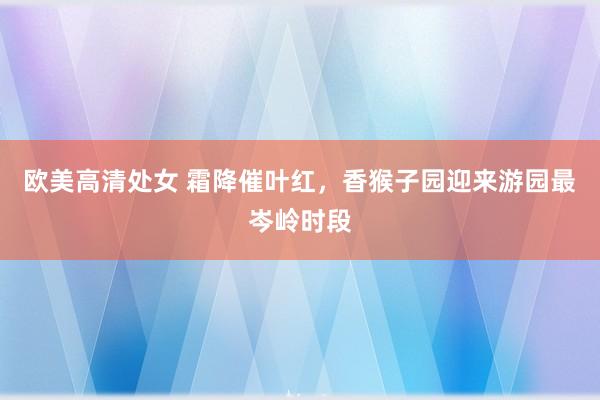 欧美高清处女 霜降催叶红，香猴子园迎来游园最岑岭时段